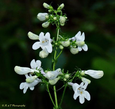 {Penstemon laevigatus}